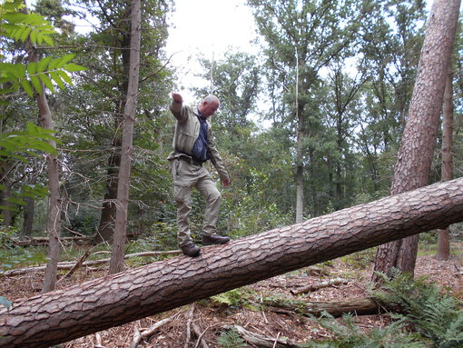 Balanceren op een boom