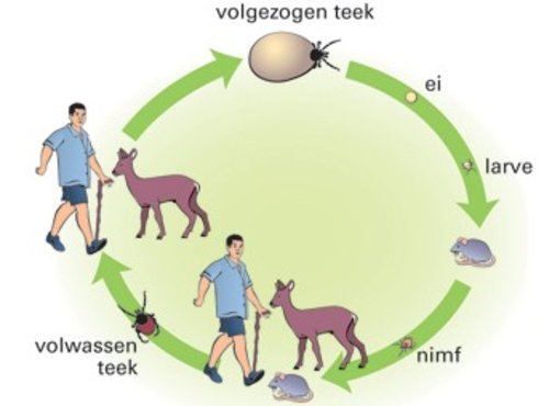 Teken Cyclus