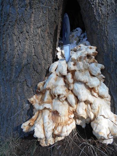 On top of the Fungi's