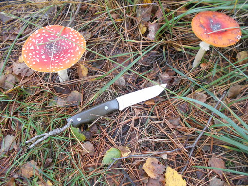 naast de paddestoelen