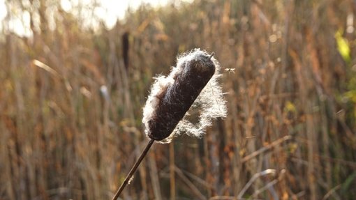 Lisdodde met pluis