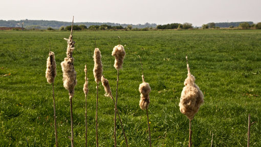 Voorbeeld 2 Lisdodde met pluis